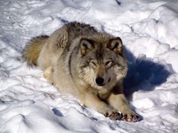 Eastern Wolf in Omega Park, Canada.jpg